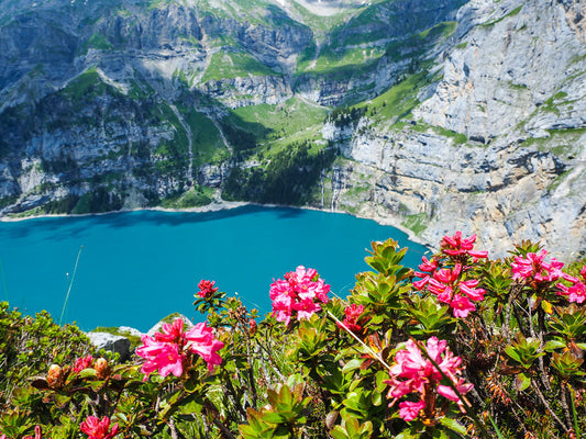 Alpine Rose: The Power of the Mountains, Now in Your Skincare